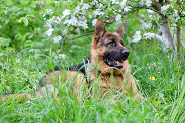 Beautiful German Shepherd dog is playing in the grass with flowers. German Shepherd puppy frolics in the grass, playing with flowers