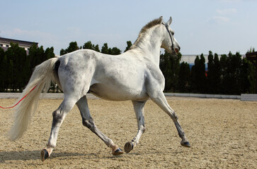 Beautiful andalusian dressage horse runs in summer farm