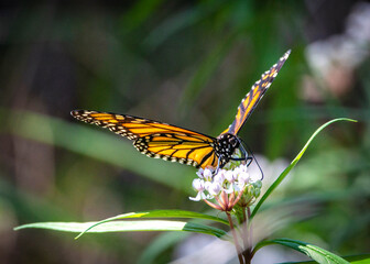 Monarch Butterfly on Aquatic Milkweed along the Shadow Creek Ranch Nature Trail in Pearland, Texas!