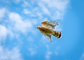 Red-shouldered Hawk flying above the Shadow Creek Ranch Nature Trail in Pearland, Texas!