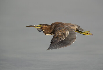 Striated Heron flying at Arad coast of Bahrain