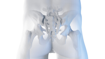 3d rendered medical illustration of the posterior skeletal anatomy of the hip