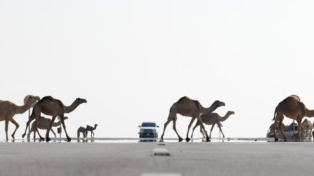 Slow motion herd of camels walking across Dakar desert highway