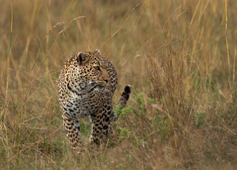 Fototapeta na wymiar Closeup of a leopard walking in the grasses, Masai Mara.