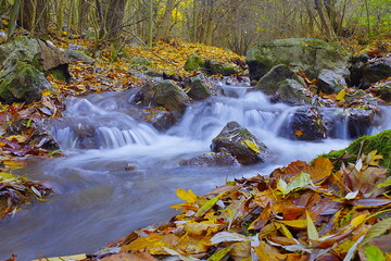 Autumn Scenery. A beautiful mountain stream flows through a colorful autumn forest