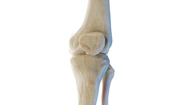 3d rendered medical illustration of the anterior skeletal knee