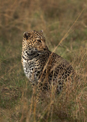 Closeup of a leopard, Masai Mara.