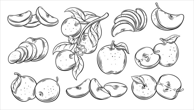Apple outline icons set, line healthy fruit vector illustration. Fresh organic whole apple with leaf and cut in half with seeds, pieces and slices of sweet vitamin snack, natural tree branch in garden
