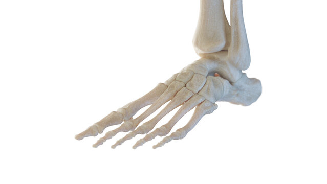 3d rendered medical illustration of the skeletal anatomy of the foot