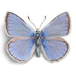 Cute  butterfly animal on background