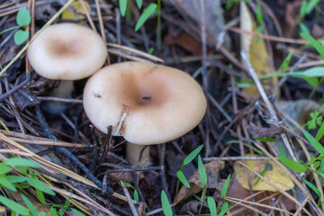 Wild mushroom сlitocybe growing rows on forest floor. Edible light brown mushroom talker family...