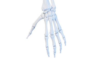 3d rendered medical illustration of the bones of the hand