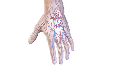 3d rendered medical illustration of the vascular anatomy of the hand - obrazy, fototapety, plakaty