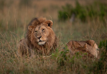 Lion and lioness in the morning hours at Masai Mara, Kenya