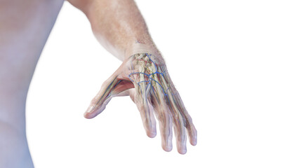 3d rendered medical illustration of the anatomy of the hand