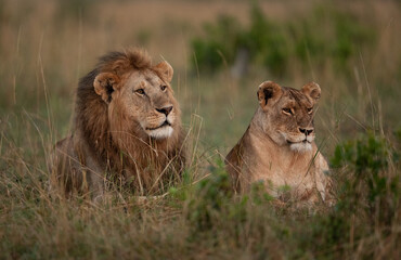 Portrait of a Lion and lioness in the morning hours at Masai Mara, Kenya