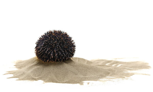 Sea Urchin on pile dry sand isolated on white 