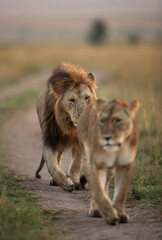 A Lion following a lioness during morning hours in Savanah, Masai Mara, Kenya