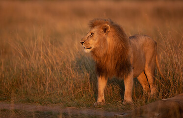 Portrait of a Lion in the golden hours at Masai Mara, Kenya