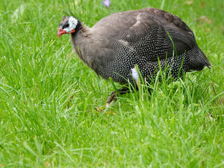 pheasant in the grass