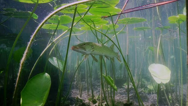 Hecht (Esox lucius)
Nikon Z6II | Sigma 17-70mm f/2,8-4 | Isotta Geh&auml;use