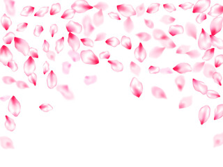 Pink cherry blossom petals isolated