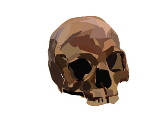 skull
