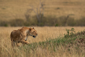 Fototapeta na wymiar A lioness climbing a mound, Masai Mara, Kenya