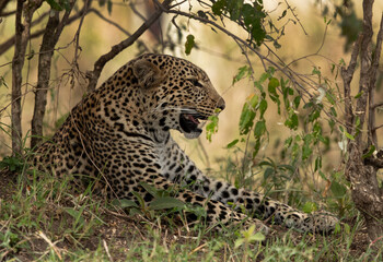 A leopard resting under bush at Masai Mara, Kenya.