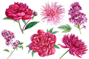 Set flowers, dahlia, lilac and peonies. Watercolor botanical illustration