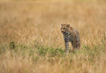 Leopard on walk in the grassand of Masai Mara, Kenya