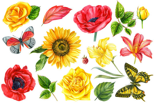 Set summer flowers, butterfly and leaves, watercolor floral illustration. 