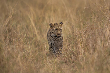 Closeup of a leopard walking in the savannah grasses, Masai Mara.