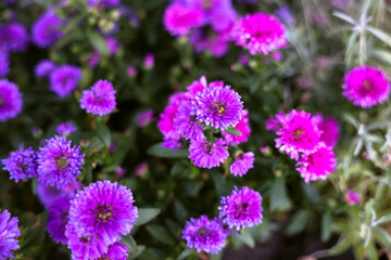 Forest asters in the flowerbed. Pink flower with petals. The yellow center of the flower.