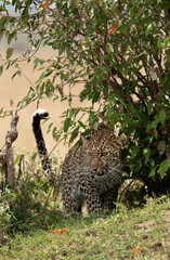 Fototapeta na wymiar Leopard coming out from a bush, Masai Mara, Kenya