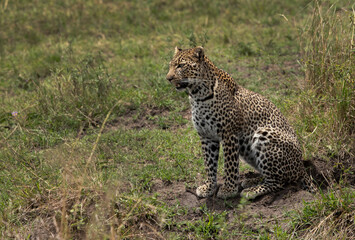 Portrait of a leopard, Masai Mara, Kenya