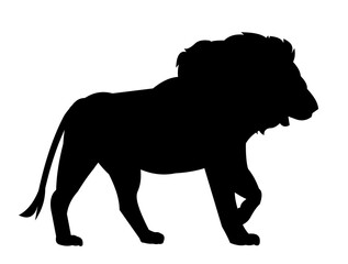 Adult lion. African savanna predator. Silhouette picture. Dangerous animal in natural conditions. Isolated on white background. Vector.