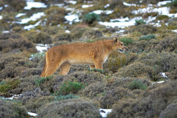 Puma walking in mountain environment, Torres del Paine National Park, Patagonia, Chile.