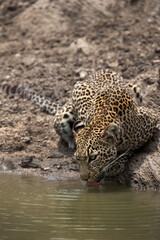 Fototapeta na wymiar Closeup of a Leopard drinking water, Masai Mara, Kenya