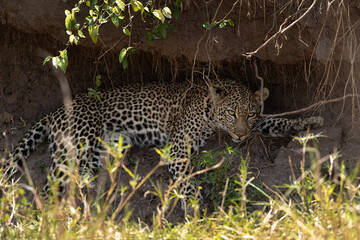 Naklejka na ściany i meble Leopard resting in a mud cave at Masai Mara, Kenya
