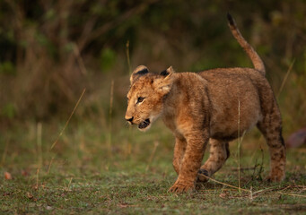 Closeup of a Lion cub in the golden light, Masai Mara, Kenya