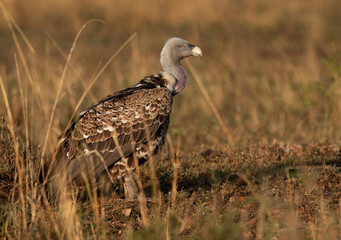 Portrait of a Ruppells Griffon Vulture, Masai  mara, Kenya