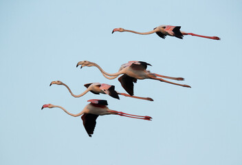 Greater Flamingos flying at Maameer coast in the morning, Bahrain