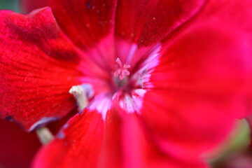 Fototapeta na wymiar Red Flower, lila Flower, Macro Photography
