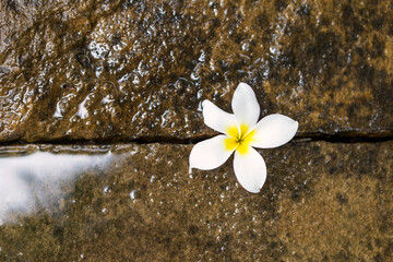 White Plumeria flower on stone floor background, nature and garden concept, outdoor day light