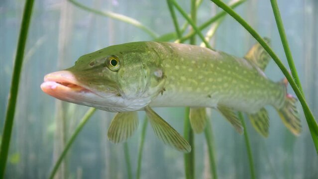 Hecht (Esox lucius) Nikon Z6II | Sigma 17-70mm f/2,8-4 | Isotta Geh&auml;use