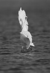 Western reef heron white morphed fising in the morning at mameer creek, Bahrain