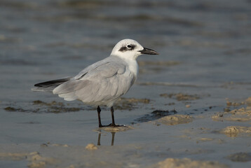Gull-billed tern at Busaiteen coast, Bahrain