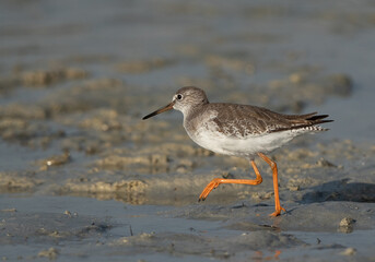 Redshank running at Busiateen coast, Bahrain