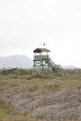 Pantanos de Villa Lima Peru Bird watching sightseing wetland swamp hobbie